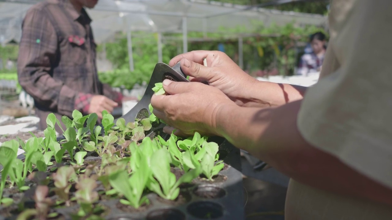 亚洲人在菜园里种菜视频素材