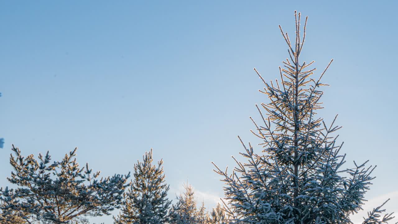 美丽的雪覆盖景观在冬季阳光明媚的早晨。摄像机从树顶向下移动。视频素材