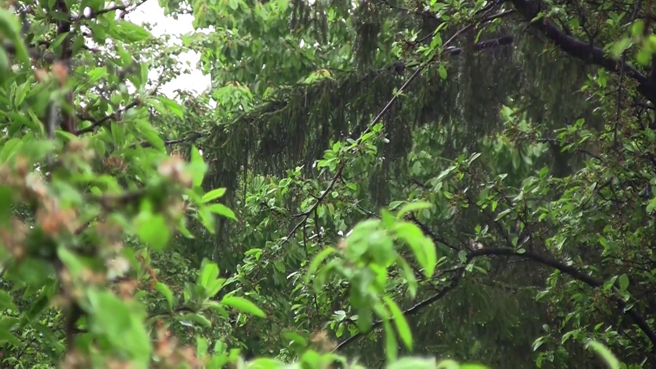 花园里下着春天的大雨。雨水淋湿了叶子湿的绿色植物。你听到雨声在花园里落下视频素材