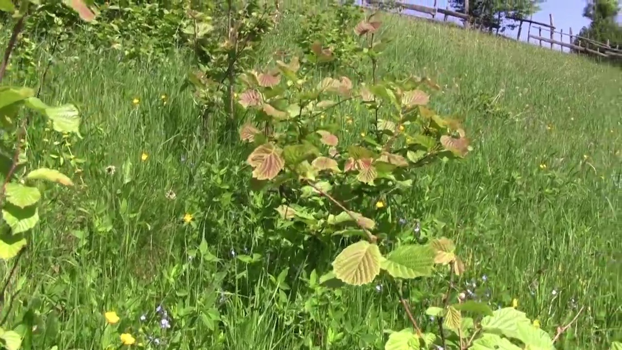 山坡上有一片绿色的草地，白桦树生长在草地的边缘视频素材