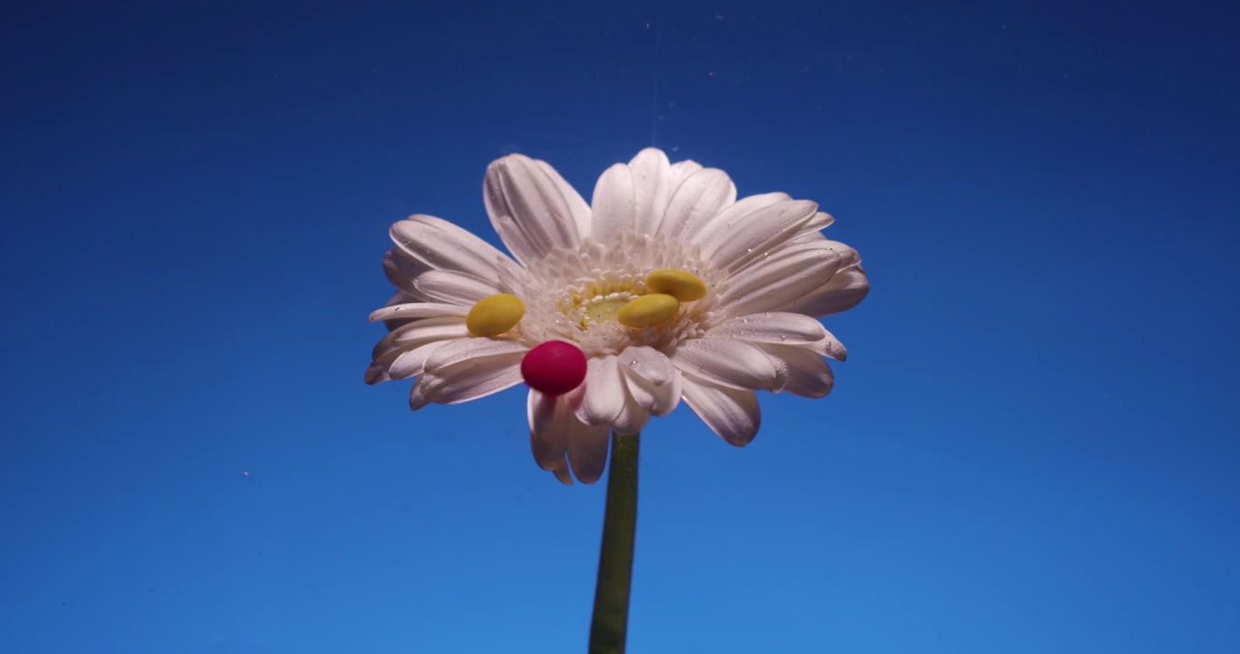 水族缸里的白色菊花。在蓝色的背景上有很多颜色视频素材