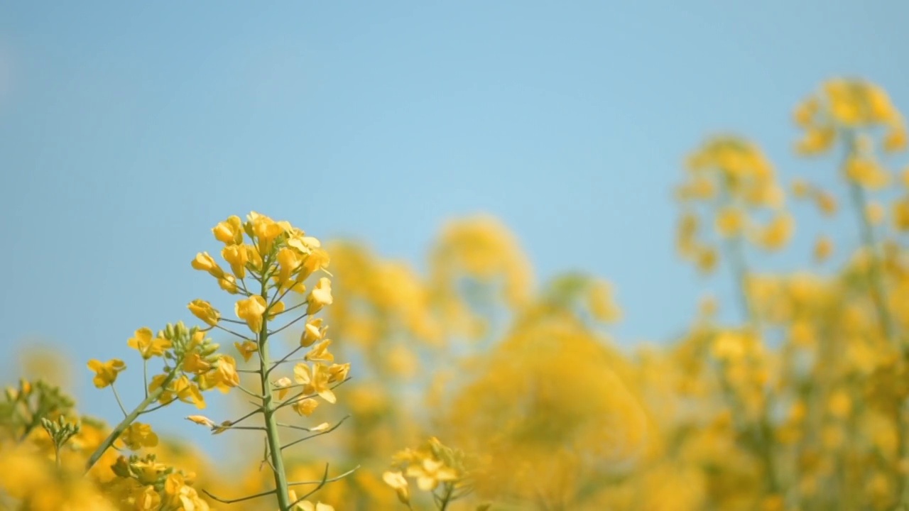 菜籽油菜籽油黄花栽培田视频素材