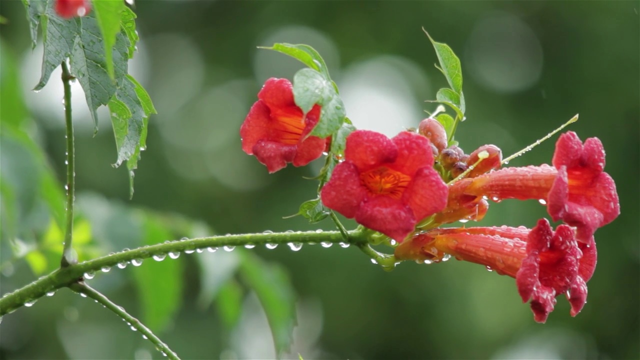 红色的花花园在夏天温暖的雨视频素材