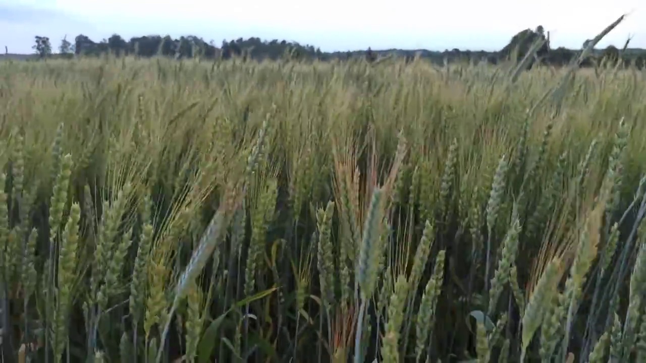 生长着谷类植物的夏季田野。郊野地区的农业植物视频素材