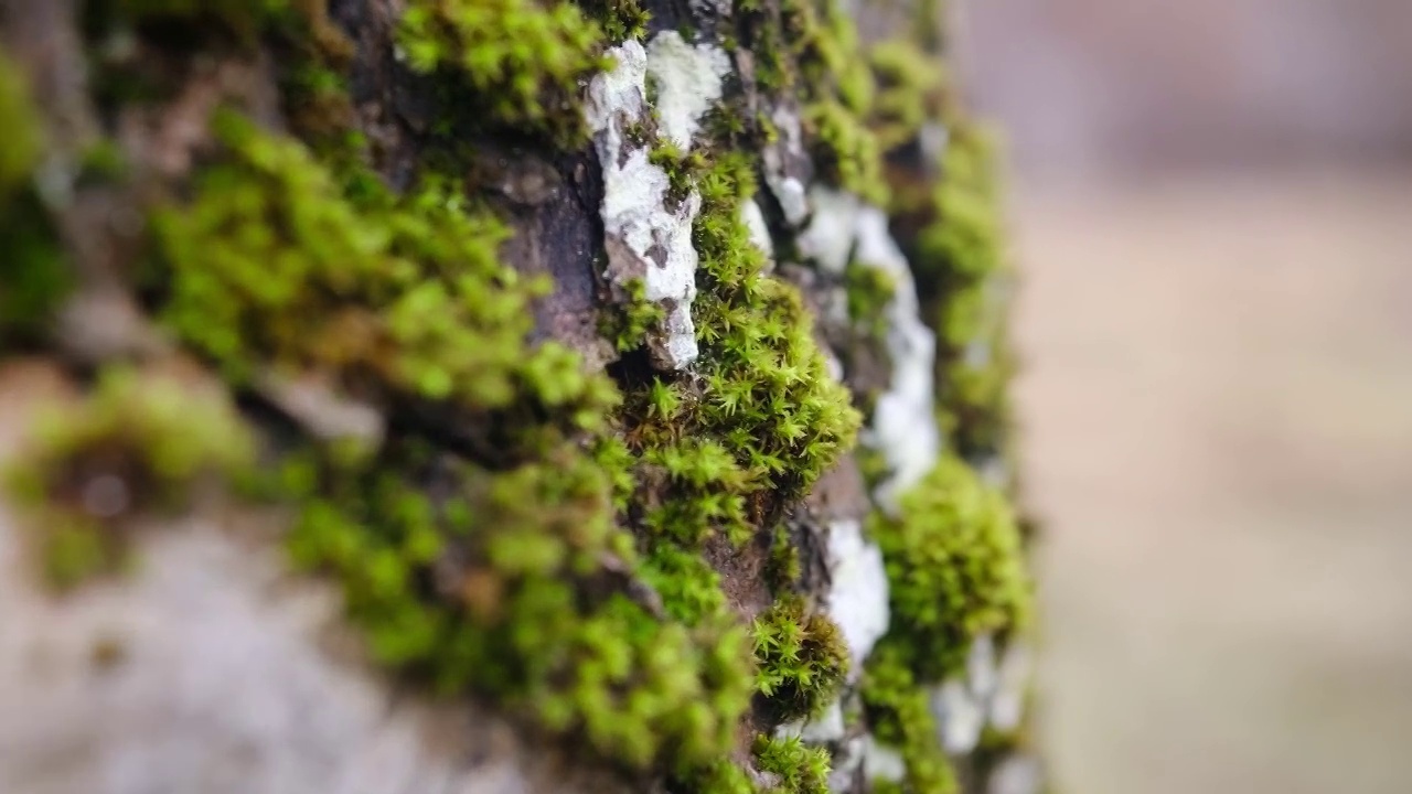 鲜艳的绿色苔藓苔藓生长在树皮上视频素材