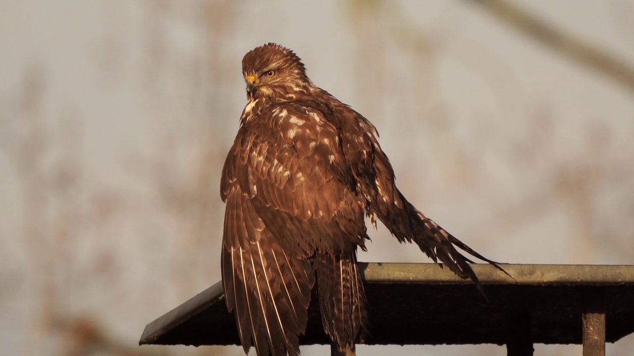 一只秃鹰(Buteo Buteo)在烟囱上晾干羽毛视频素材