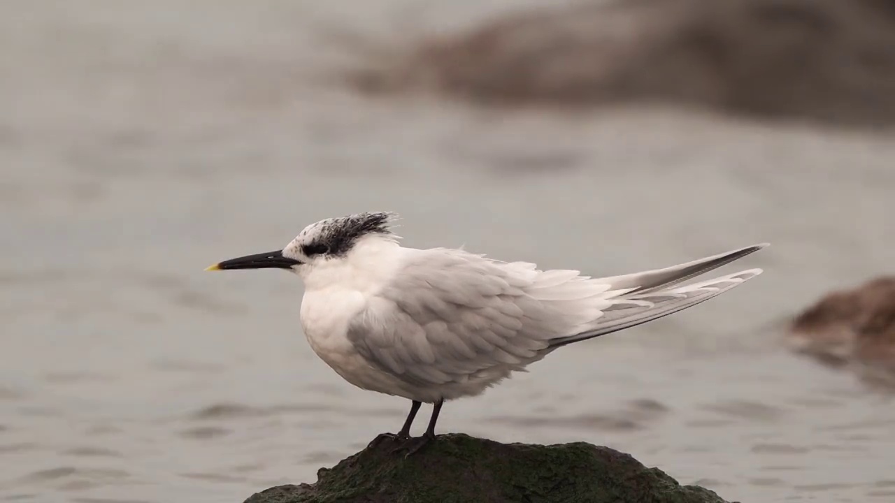 三文德燕鸥(Thalasseus sandvicensis)站在海滩的岩石上视频素材