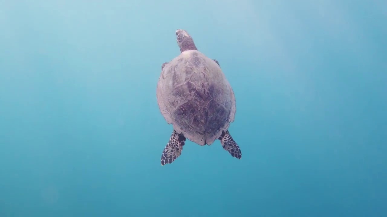 一个美丽的海龟标本在热带水域游泳的特写。视频素材