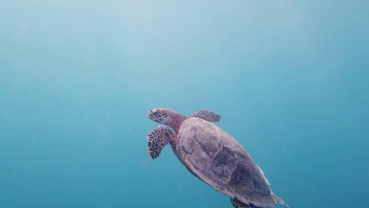 一个美丽的海龟标本在热带水域游泳的特写。视频素材