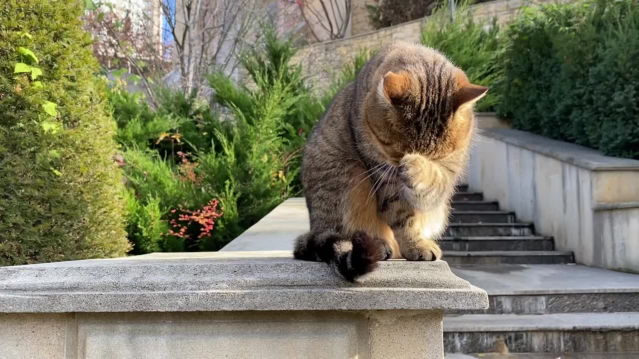 干净的猫在晚饭后被彻底洗干净。虎斑猫用舌头舔爪子。视频素材