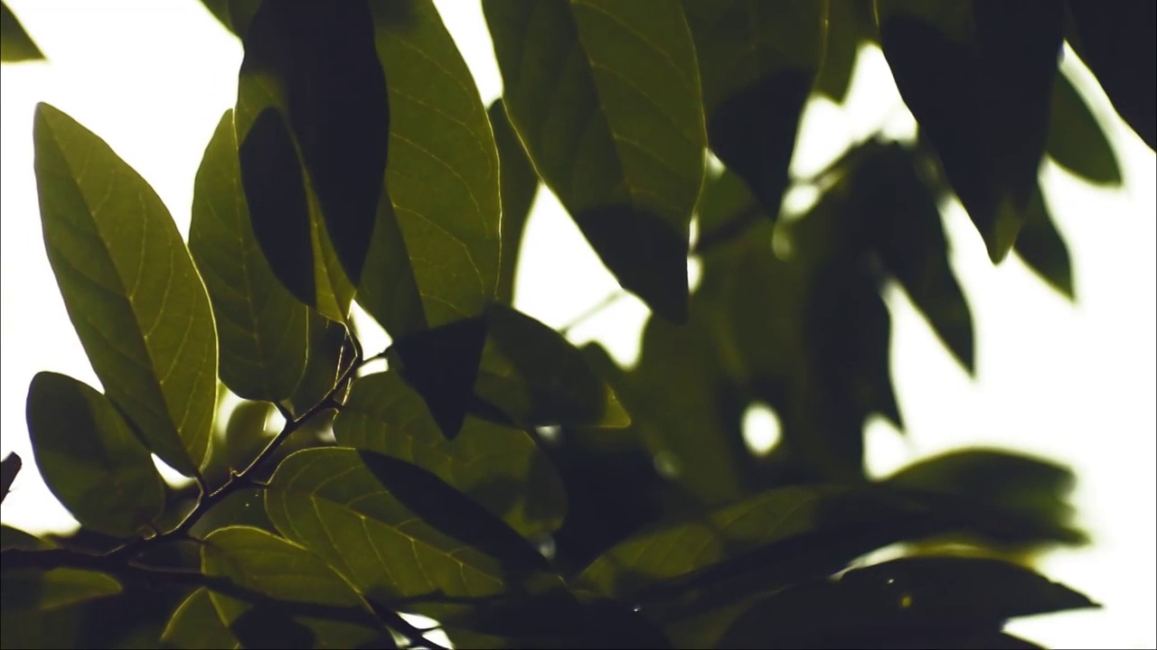 树叶作为背景。抽象的自然背景。树叶镜头的特写视频素材