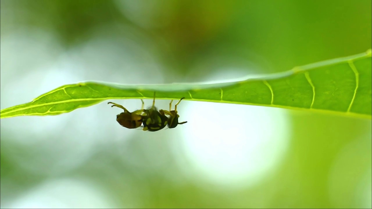 黄蜂(Polistes nipponensis Saussure)叶子下视频素材