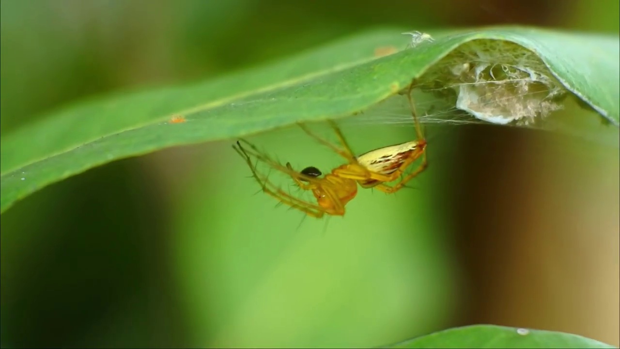 十字diadematus。蜘蛛十字形在夏季森林。圆网蜘蛛科蜘蛛形蜘蛛的一个属。视频素材