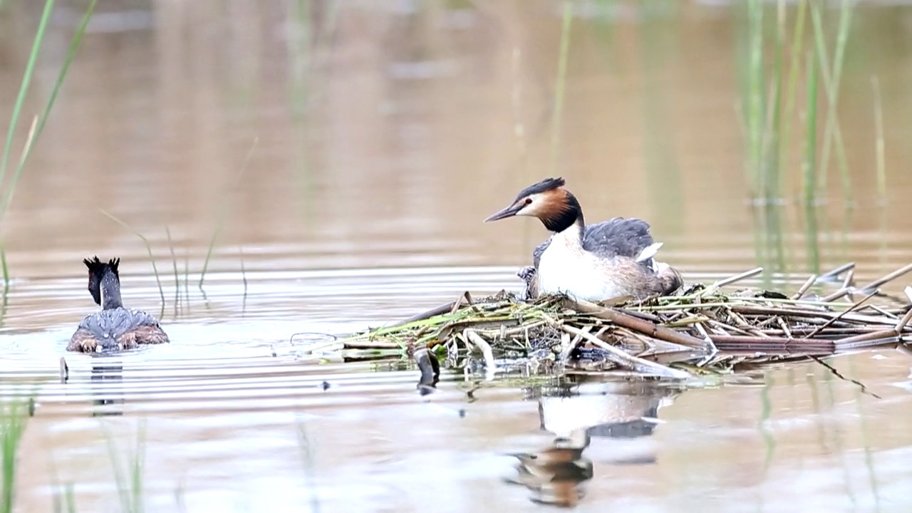 Podiceps cristatus (Great crested grebe) /水原市，京畿道，韩国视频素材