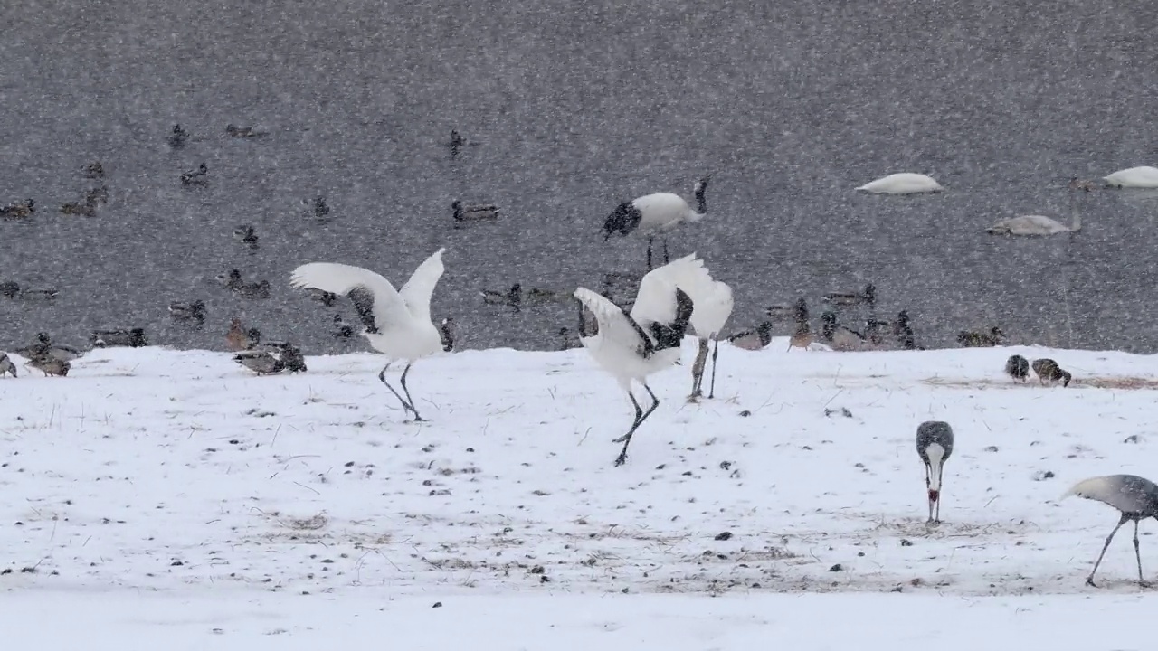 韩国江原道铁原郡汉唐江上的丹顶鹤(Grus japonensis)视频素材