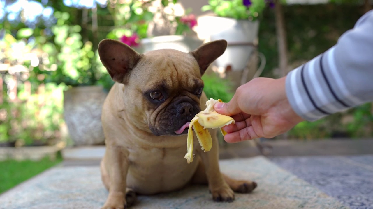 可爱的法国斗牛犬在户外吃香蕉。视频素材