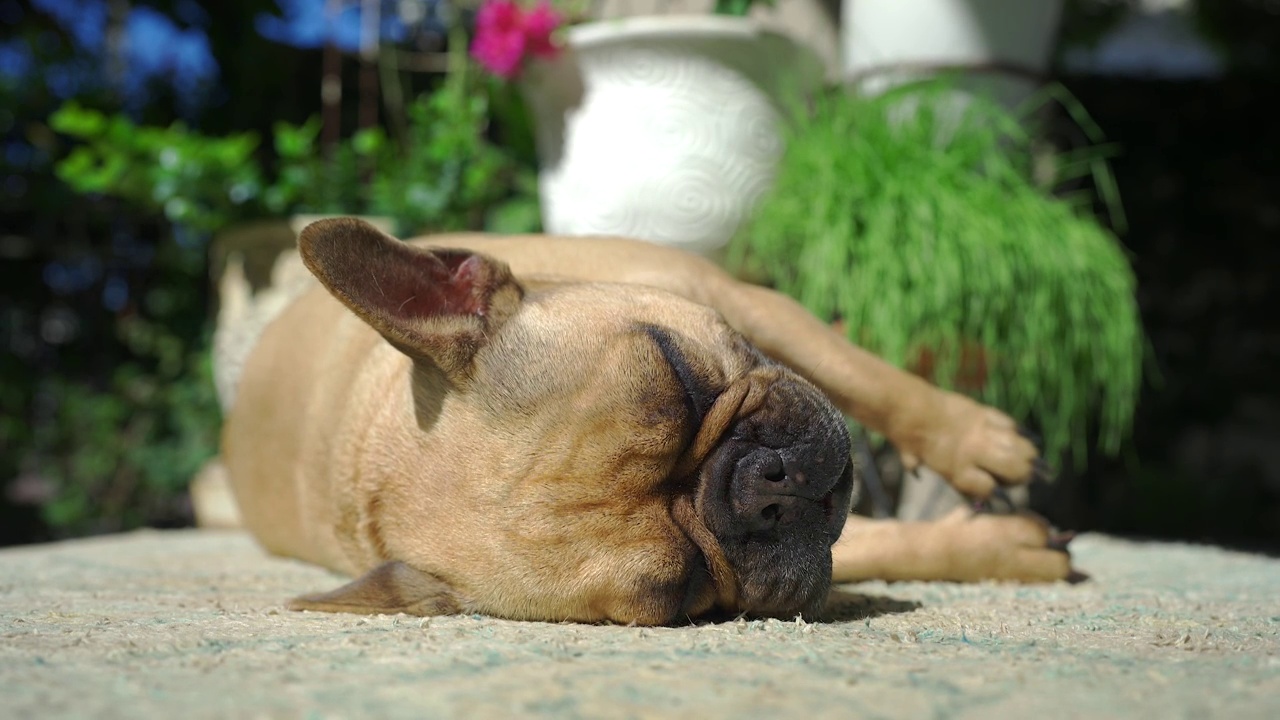 可爱的法国斗牛犬喜欢躺在地毯上晒太阳。视频素材