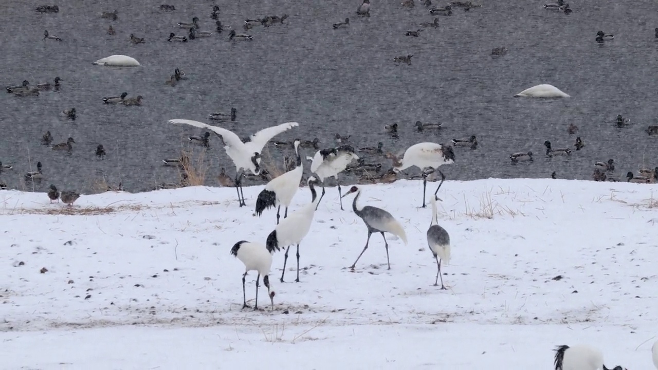 韩国江原道铁原郡汉唐江上的丹顶鹤(Grus japonensis)视频素材