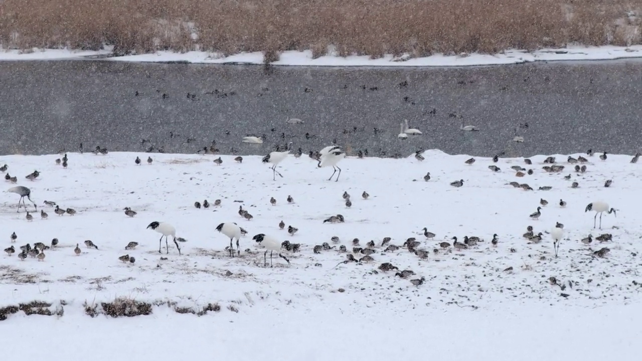 韩国江原道铁原郡汉唐江上的丹顶鹤(Grus japonensis)视频素材