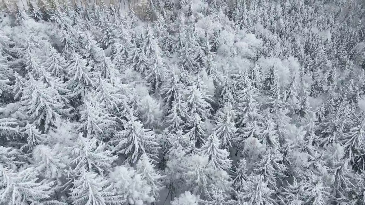 美丽的冬季森林，雪树，鸟瞰图视频素材