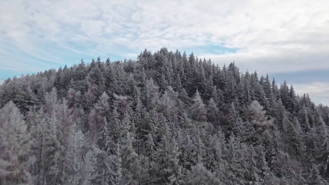 美丽的冬季森林与雪山树木，鸟瞰图视频素材