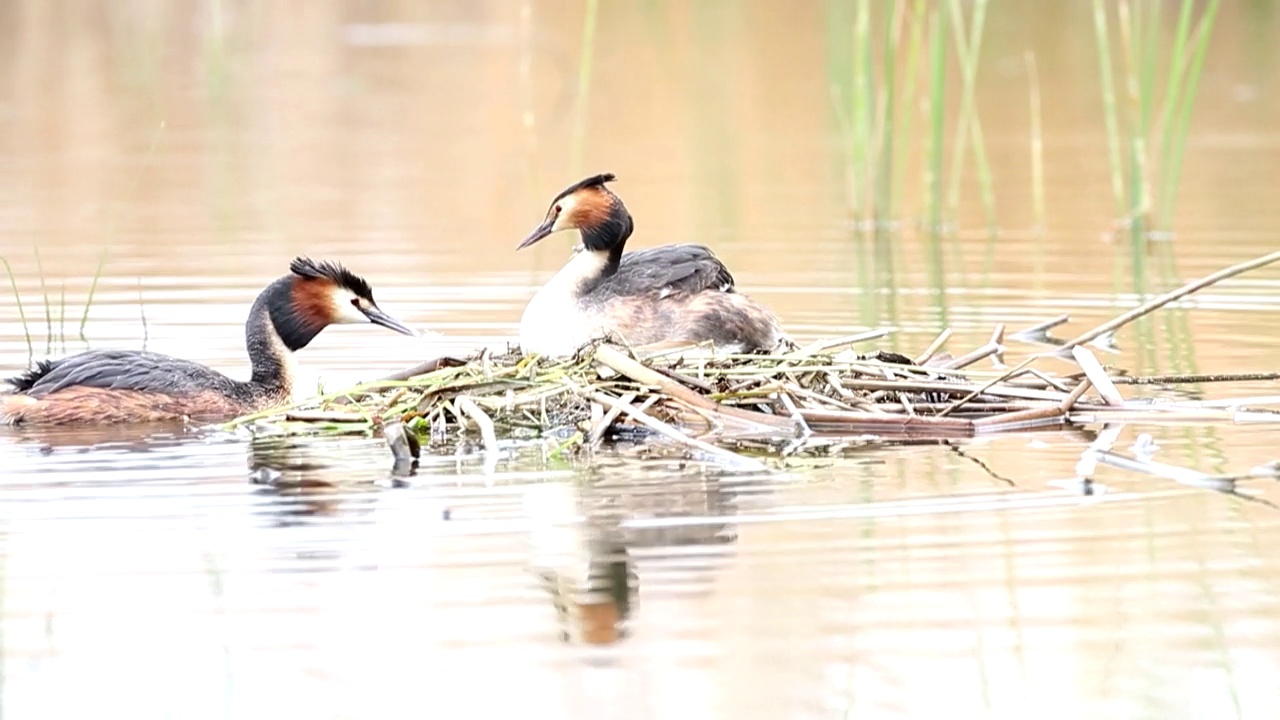 Podiceps cristatus (Great crested grebe) /水原市，京畿道，韩国视频素材