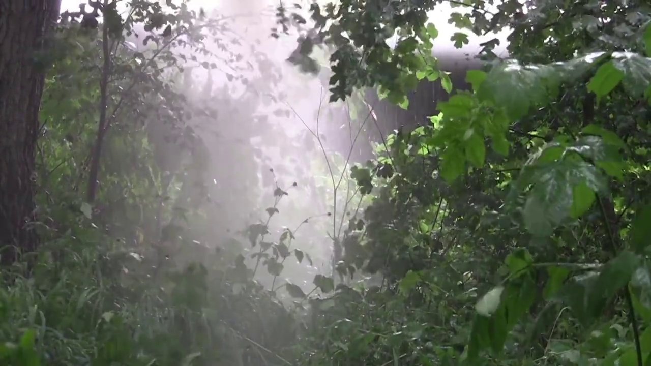 大雨在绿色的森林里视频素材