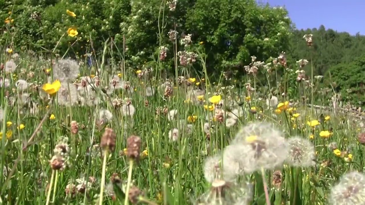 在温暖的夏日风中，蒲公英的绒毛和黄色的花朵视频素材