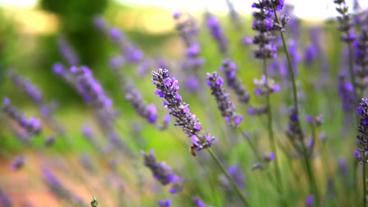 薰衣草花园视频素材