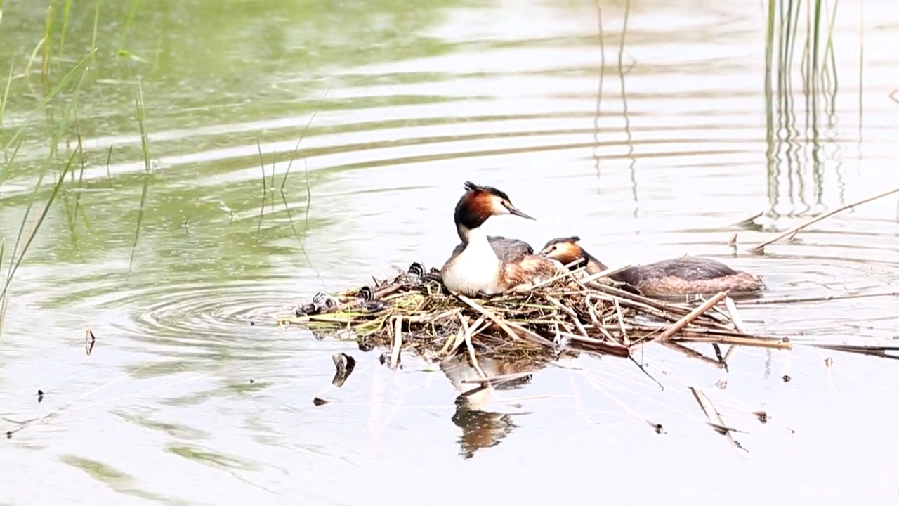 Podiceps cristatus (Great crested grebe) /水原市，京畿道，韩国视频素材