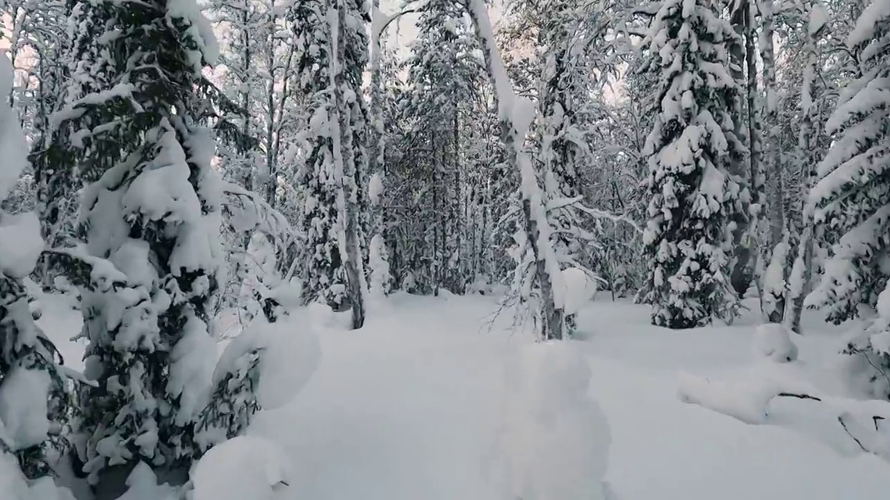 在美丽的冬季森林里徒步旅行。第一人称视角，行走在白雪覆盖的杉树之间。视频素材