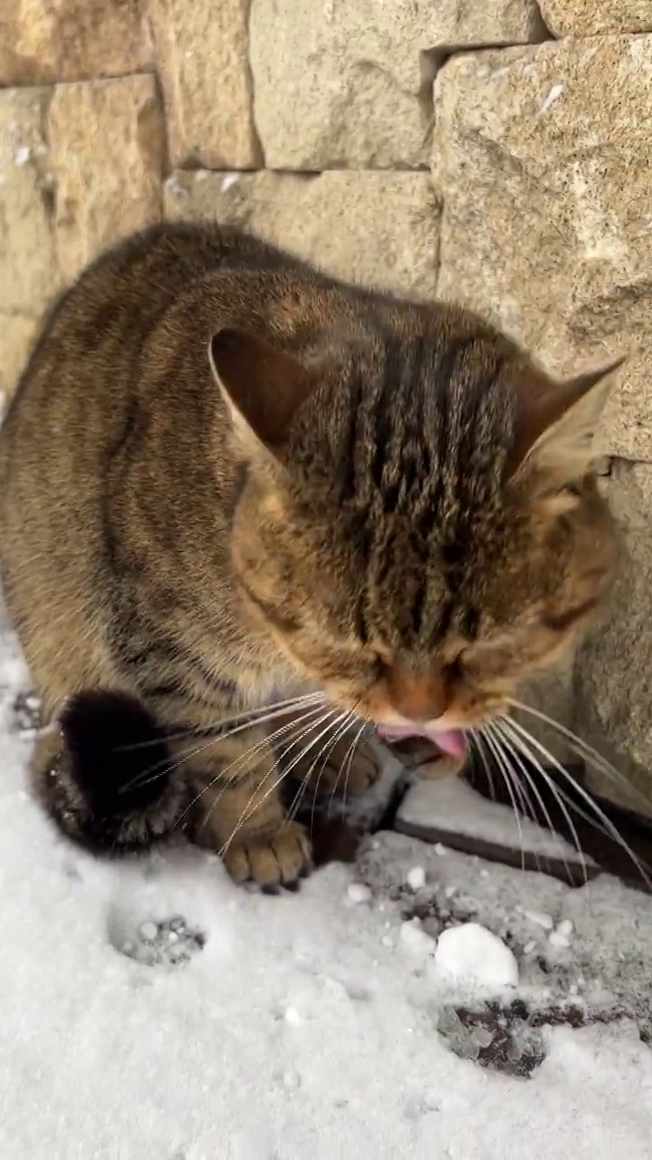 冬天，虎斑猫在雪天的公园里洗爪子。舔着毛茸茸爪子的灰虎斑猫。视频素材