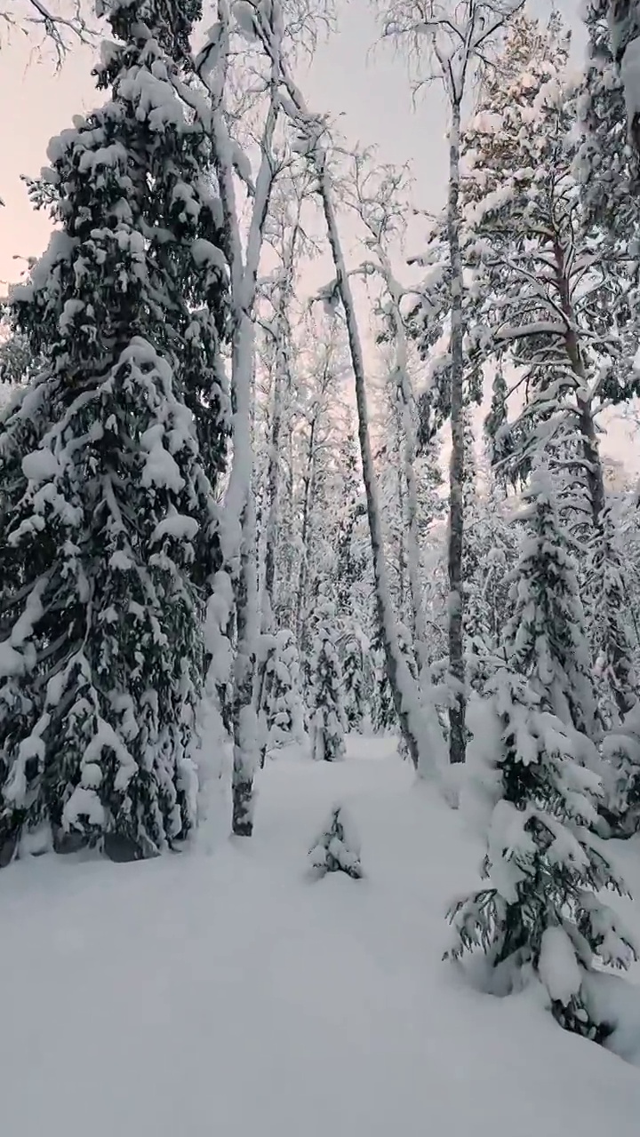 在美丽的冬季森林里徒步旅行。第一人称视角，行走在白雪覆盖的杉树之间。视频素材