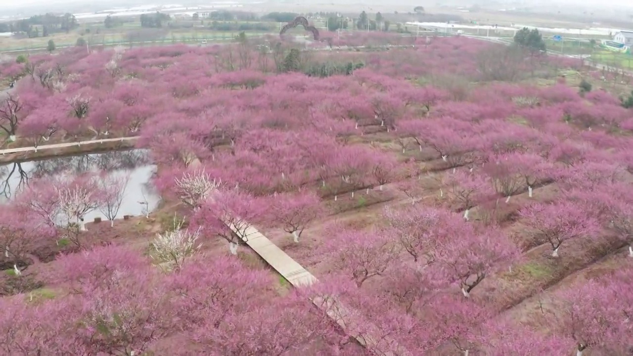 春天的中国村庄，桃花盛开视频素材