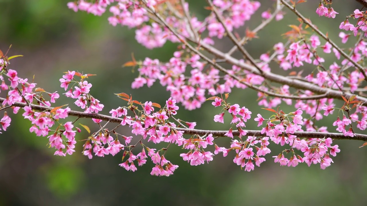 樱花视频素材