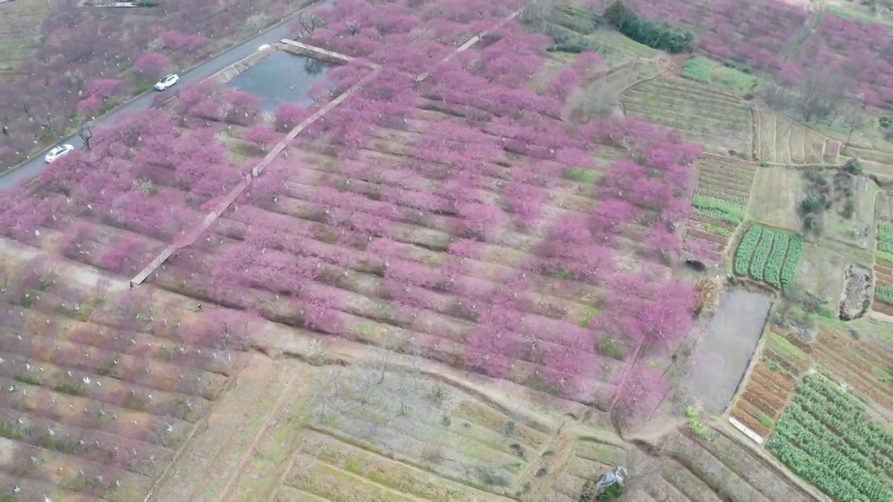 粉红色的大地在春天开满了桃花视频素材