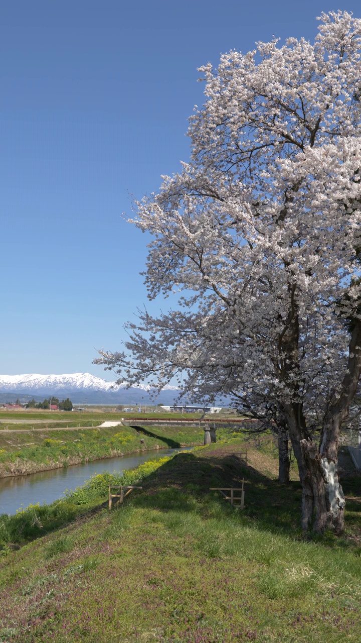 福島県喜多方市より望む冠雪した飯豊山と満開の桜 (Snowy Mountains over Cherry Blossoms in the Countryside of Japan)视频素材