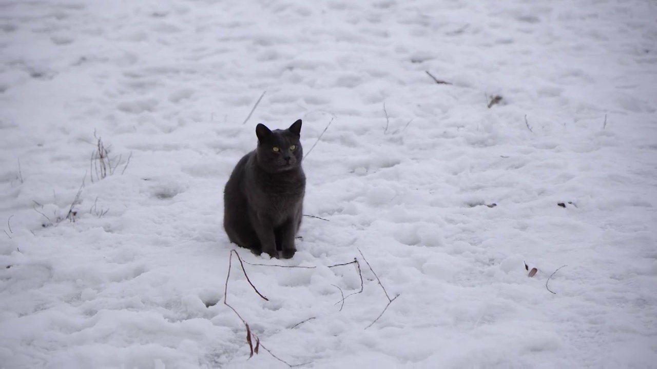 一只黑猫在冬天的雪地里奔跑。视频素材