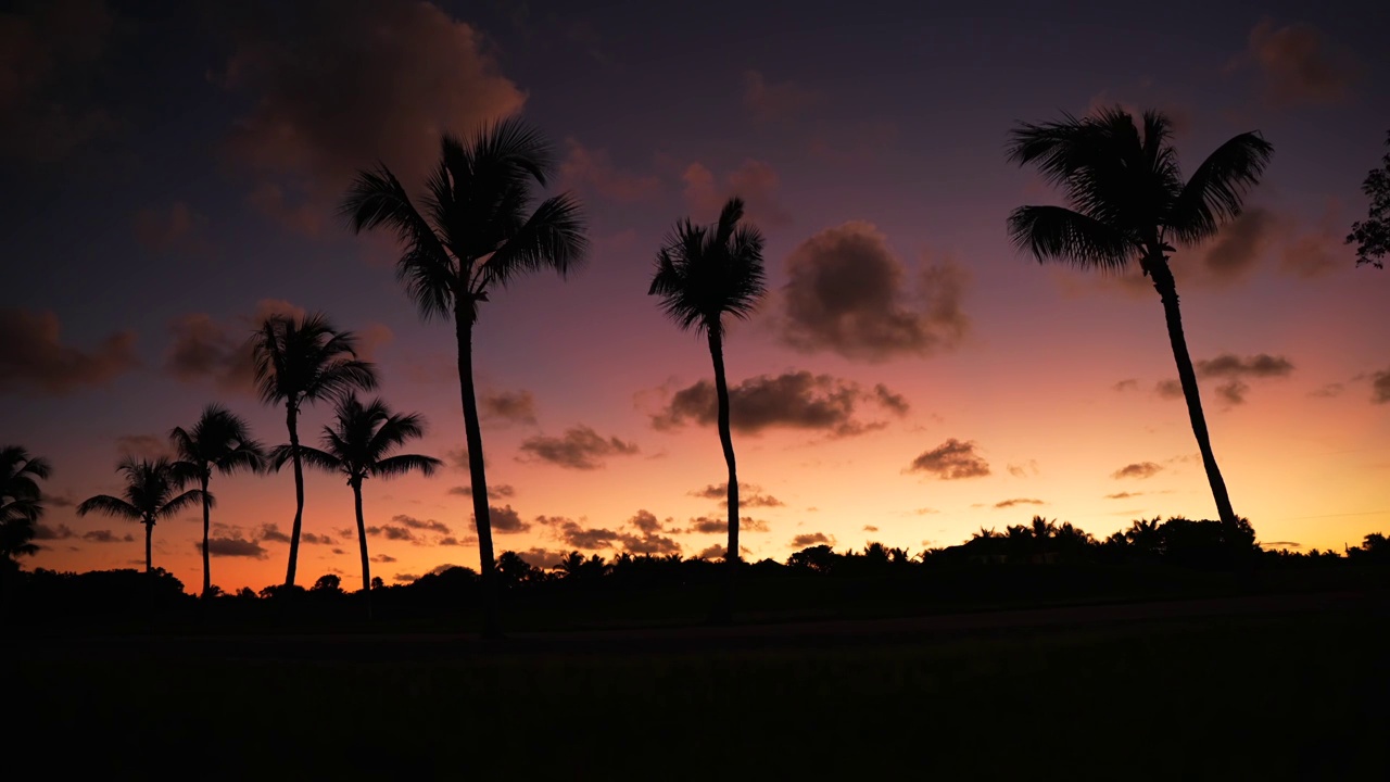 棕榈树的剪影在美丽的粉红色夕阳的背景下。视频素材