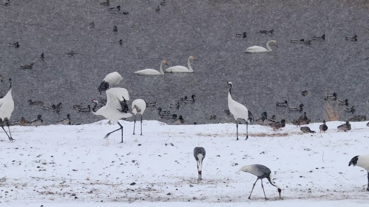 韩国江原道铁原郡汉唐江上的丹顶鹤(Grus japonensis)视频素材