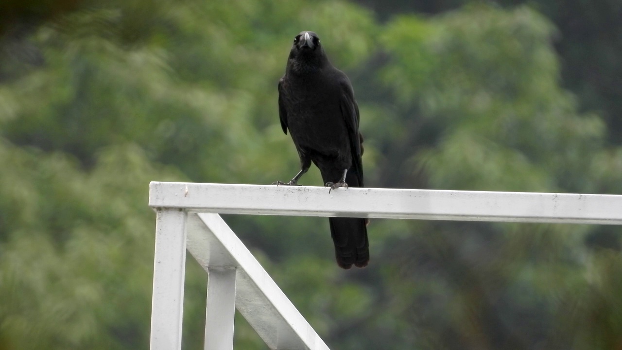 大喙乌鸦(Corvus macrohynchos) /韩国大田视频素材