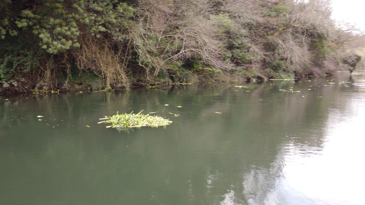 河流上的植物4K 01视频素材