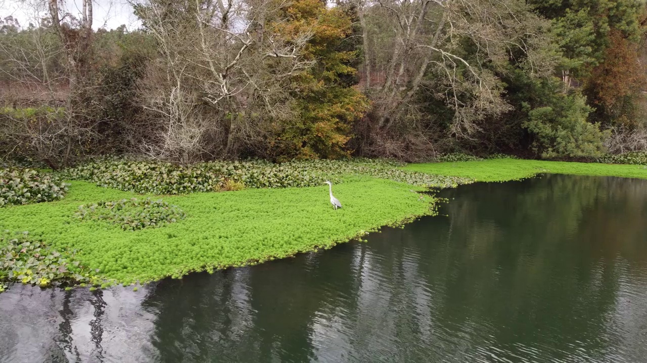 池塘河鸟4K 03视频素材