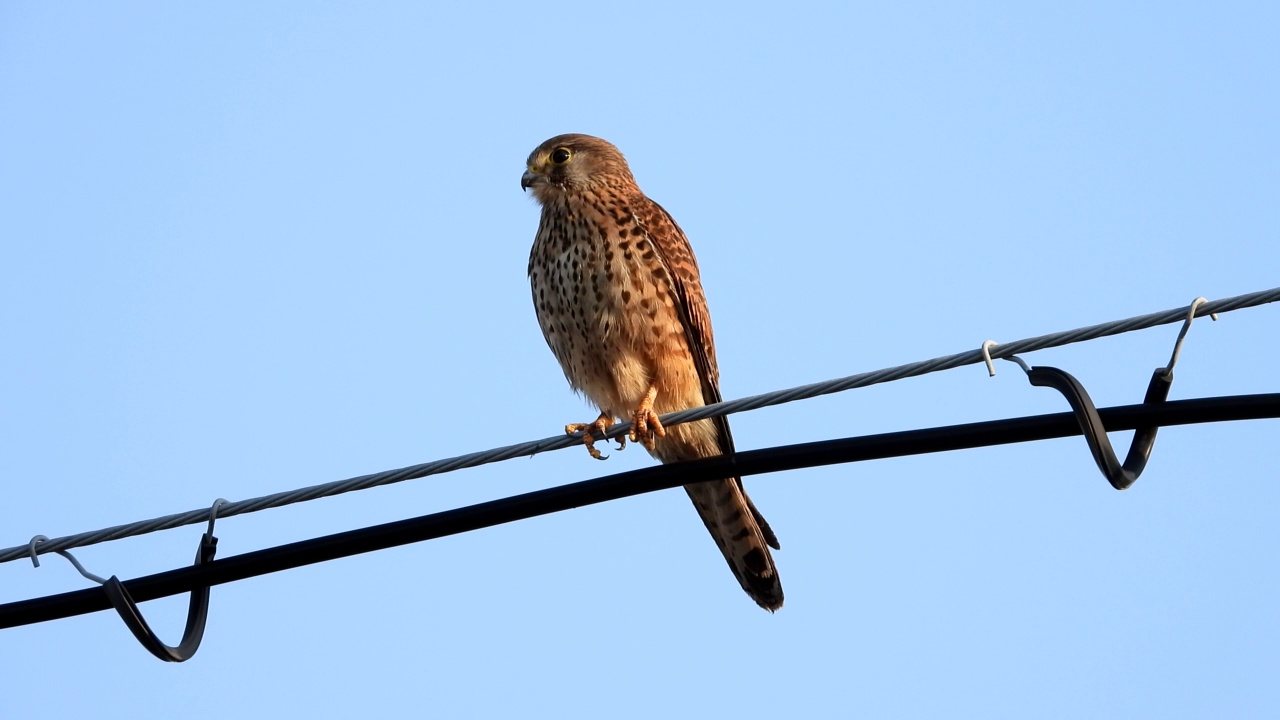 Falco tinnunculus(普通红隼)/韩国大田视频素材