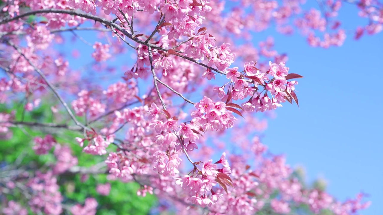 野生喜马拉雅樱花在Naree Inthanon鞋兰花保护中心在Doi Inthanon清迈省，泰国。视频下载