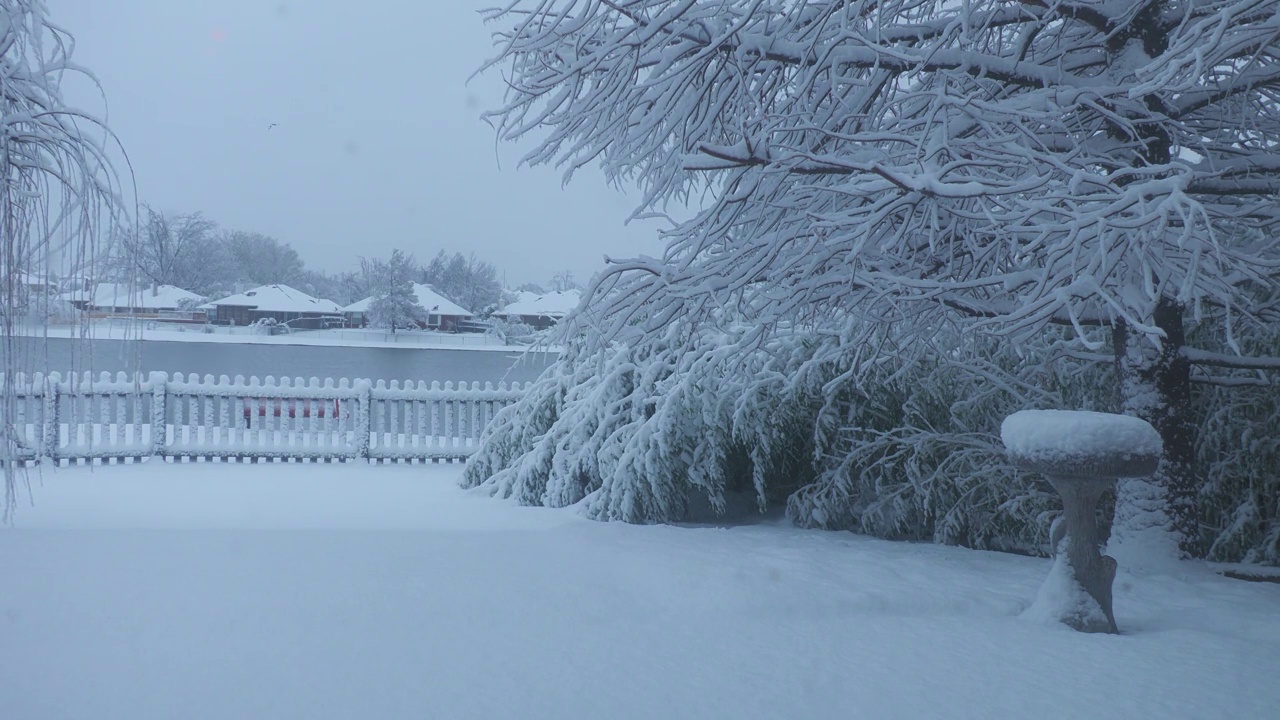 冬天的早晨，松树和竹林被白雪覆盖视频素材