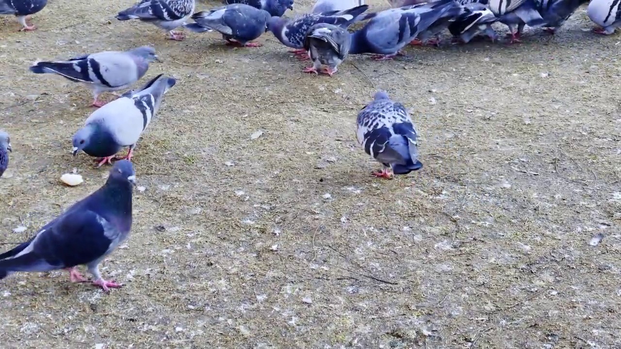 动物鸟地上的鸽子视频素材