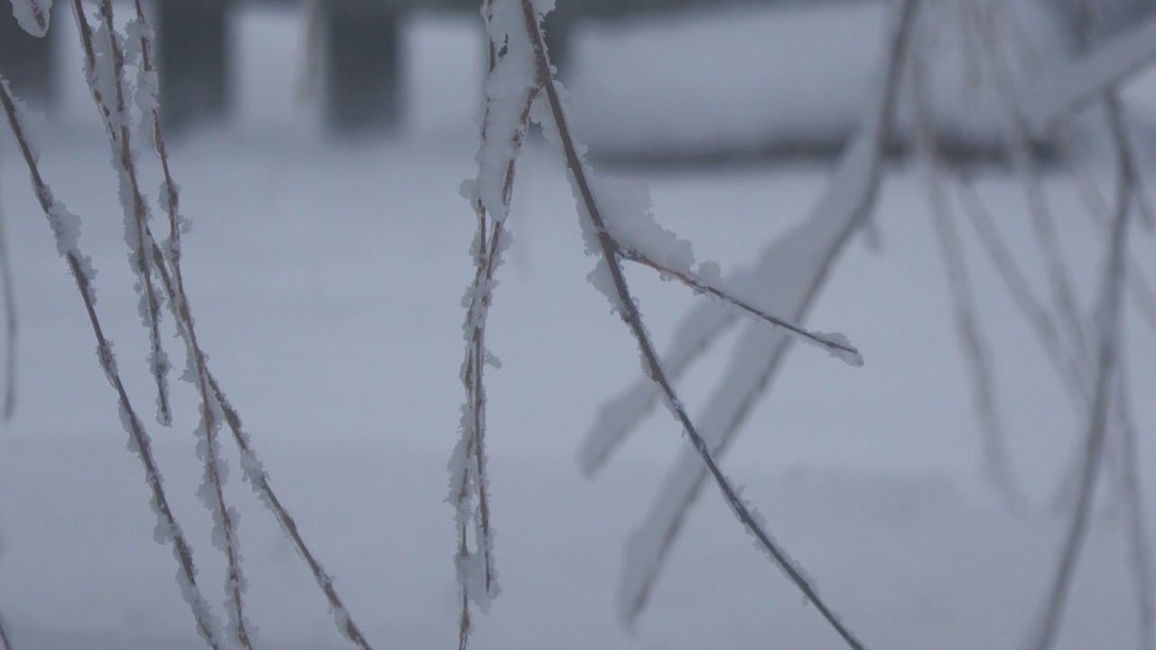 一棵柳树的树枝上覆盖着雪，小雪飘落在背景中视频素材