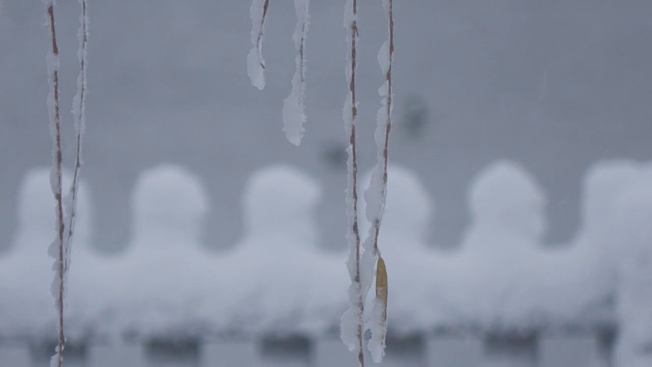 几根柳枝被雪覆盖着，在微风中摇曳，小雪飘落在背景中视频素材