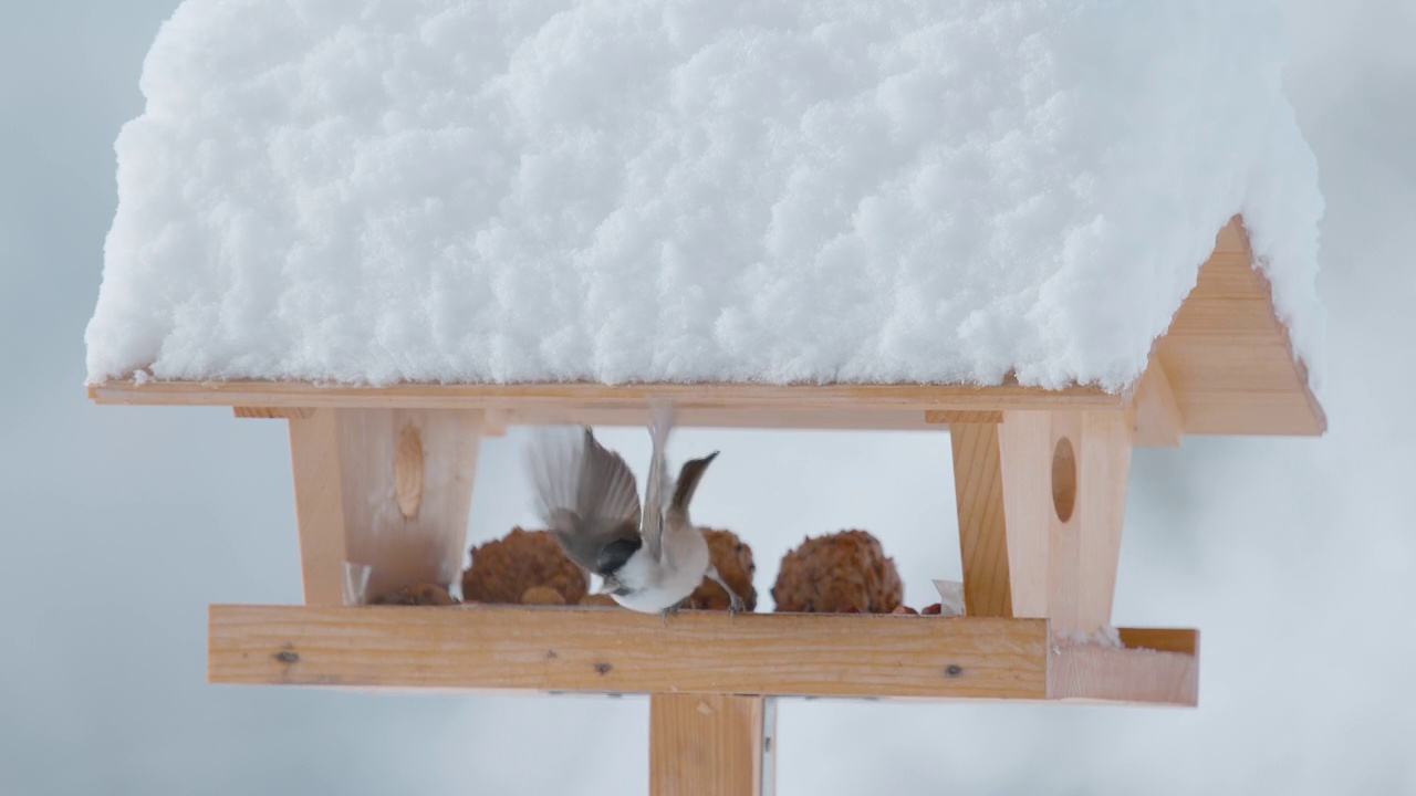 近距离观察:一只小鸟在白雪覆盖的花园里的一个木制喂食器中寻找庇护。视频素材